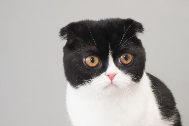 猫に貝は絶対ダメ!耳が落ちると言われる理由、誤飲の対処法を解説!のサムネイル画像